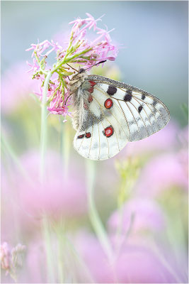 Roter Apollo (Parnassius apollo substitutus), Frankreich, Savoyen