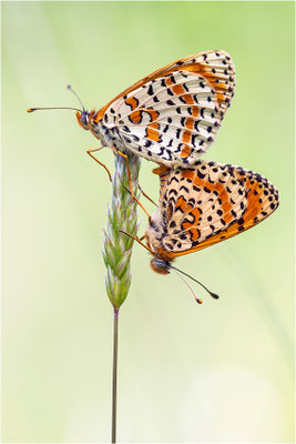 Roter Scheckenfalter (Melitaea didyma), Frankreich, Dep. Aveyron