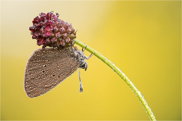 Dunkler Wiesenknopf-Ameisenbläuling (Phengaris nausithous), Deutschland, Baden-Württemberg