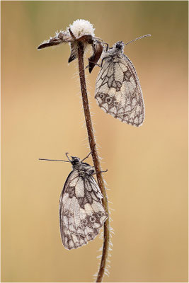 Schachbrettfalter (Melanargia galathea), Deutschland, Baden-Württemberg