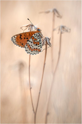 Roter Scheckenfalter (Melitaea didyma), Männchen, Frankreich, Ardèche