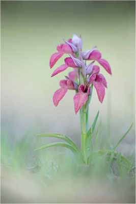 Verkannter Zungenstendel (Serapias neglecta), Frankreich, Var