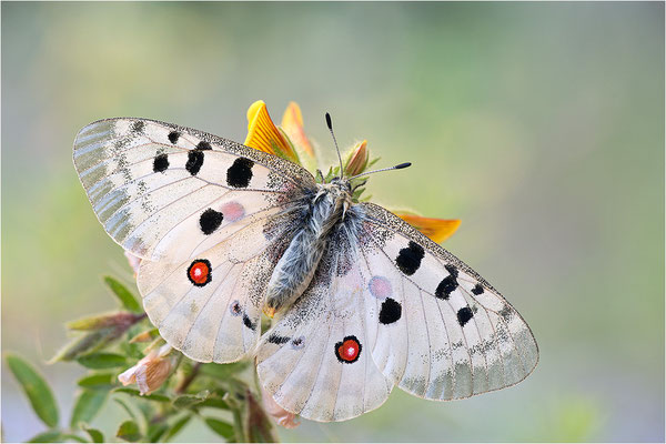 Roter Apollo (Parnassius apollo venaissimus), Frankreich, Dep. Vaucluse
