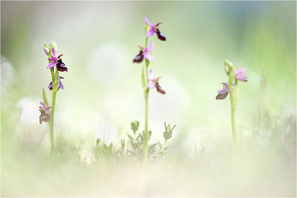 Drôme-Ragwurz (Ophrys drumana), Frankreich, Dep. Drôme