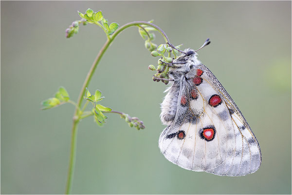 Roter Apollo (Parnassius apollo linnei), Schweden, Gotland