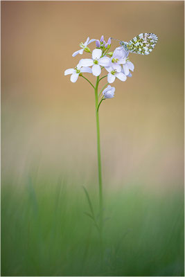 Aurorafalter (Anthocharis cardamines), Männchen, Deutschland, Baden-Württemberg