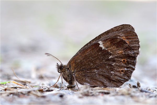 Waldmohrenfalter (Erebia ligea), Schweden, Värmland