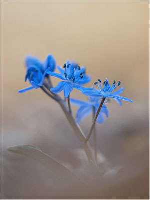 Zweiblättriger Blaustern (Scilla bifolia), Deutschland, Baden-Württemberg