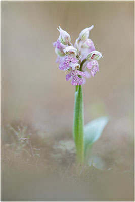 Milchweißes Knabenkraut (Neotinea lactea), Dep. Var, Frankreich