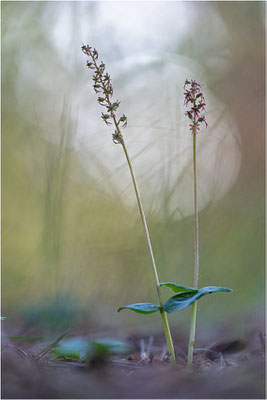 Kleines Zweiblatt (Listera cordata), Gotland, Schweden