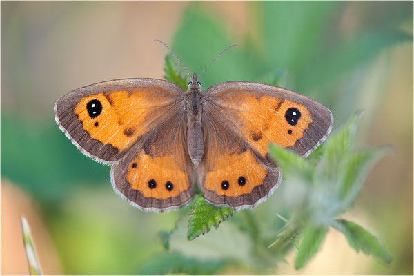 Spanisches Ochsenauge (Pyronia bathseba), Frankreich, Ardèche