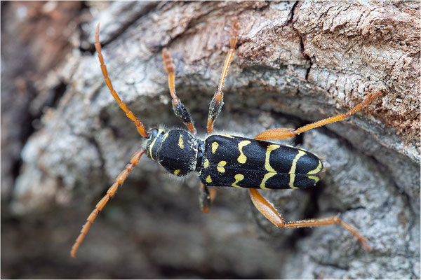 Eichen-Widderbock (Plagionotus arcuatus)