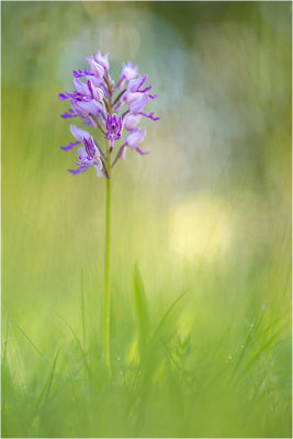 Helm-Knabenkraut (Orchis militaris), Gotland, Schweden