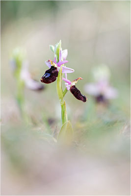 Ophrys aurelia, Bouches-du-Rhône