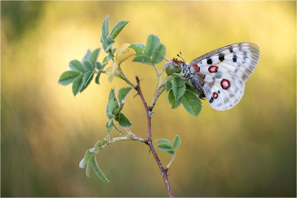 Roter Apollo (Parnassius apollo apollo), Schweden, Södermanlands län