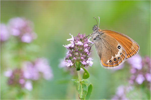 Darwin´s Wiesenvögelchen (Coenonympha darwinia), Schweiz, Kanton Tessin, 1.600m