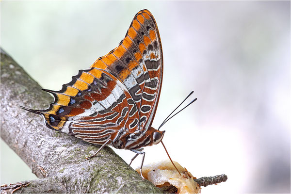 Erdbeerbaumfalter (Charaxes jasius), Frankreich, Ardèche