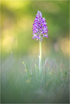 Orchis militaris