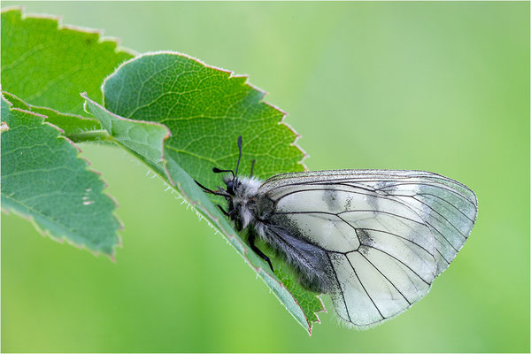 Schwarzer Apollo (Parnassius mnenosyne), Frankreich, Dep. Isere