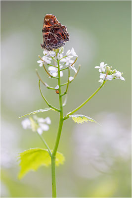 Landkärtchen (Araschnia levana), Frühjahrsform, Deutschland, Baden-Württemberg