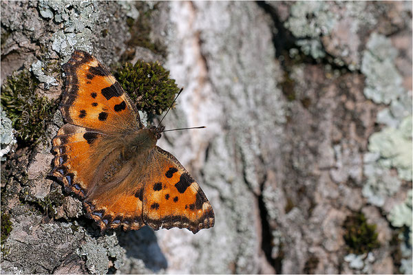 Großer Fuchs (Nymphalis polychloros), Deutschland, Baden-Württemberg