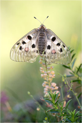 Roter Apollo (Parnassius apollo valdierensis), Italien, Piemont