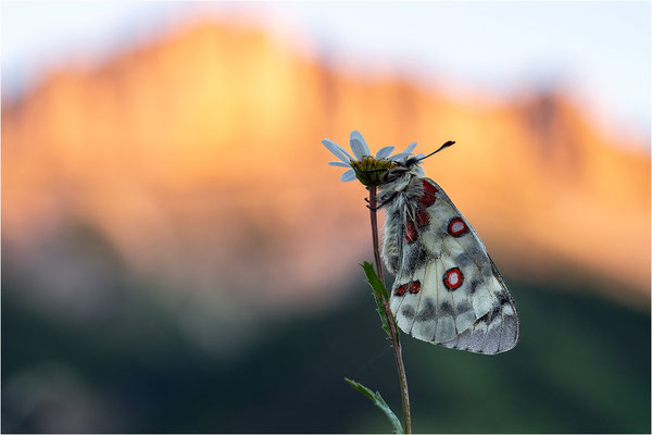 Roter Apollo (Parnassius apollo vercoricus), Frankreich, Dep. Isere