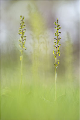 Großes Zweiblatt (Listera ovata), Gotland, Schweden