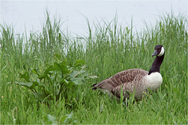 Kanadagans (Branta canadensis), Deutschland, Baden-Württemberg