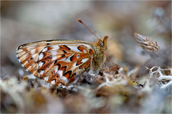 Freijas Perlmuttfalter (Boloria freija), Finnland, Lappi
