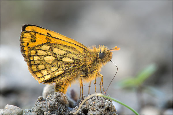 Schwarzfleckiger Golddickkopffalter (Carterocephalus silvicola), Männchen, Schweden, Gotland