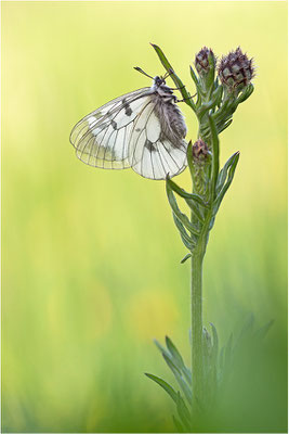 Schwarzer Apollo (Parnassius mnemosyne), Schweiz, Kanton Wallis