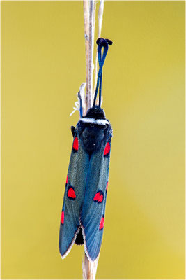 Lavendel-Widderchen (Zygaena lavandulae), Frankreich, Ardèche