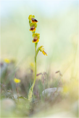 Anmutige Ragwurz (Ophrys lepida)