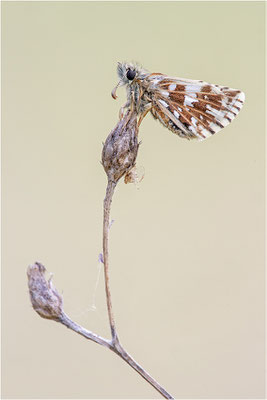 Pyrgus malvoides