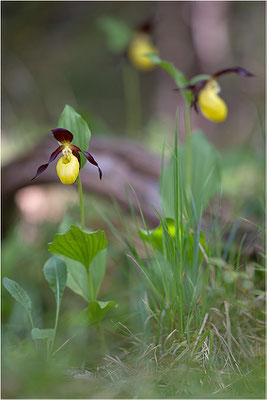 Gelber Frauenschuh (Cypripedium calceolus), Schweden, Gotland