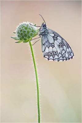 Schachbrettfalter (Melanargia galathea), Männchen, Deutschland, Baden-Württemberg