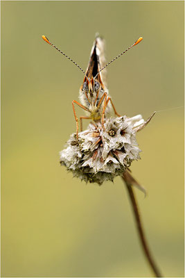 Wegerich-Scheckenfalter (Melitaea cinxia), Deutschland, Brandenburg