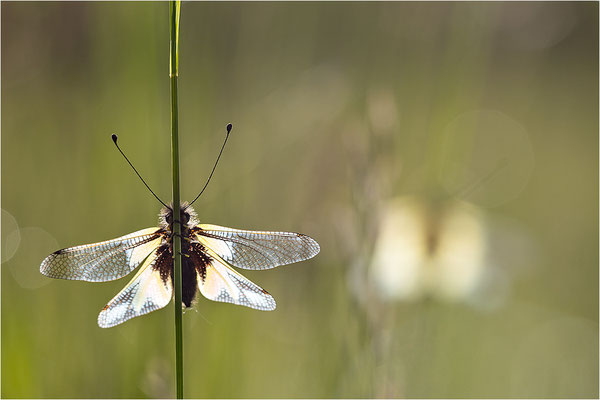 Libellen-Schmetterlingshaft (Libelloides coccajus), Deutschland, Baden-Württemberg, Kaiserstuhl