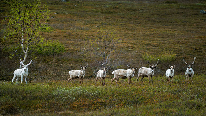 Rentier (Rangifer tarandus), Norwegen, Finnmark