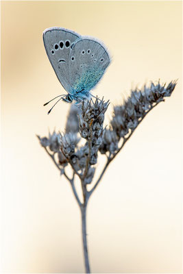 Glaucopsyche melanops, Frankreich, Ardèche