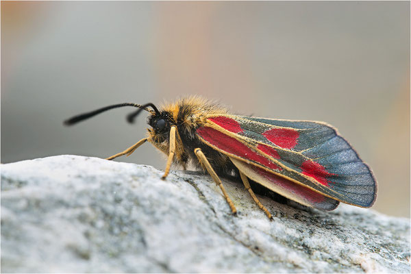 Alpen-Widderchen (Zygaena exulans), Weibchen, Italien, Region Aostatal, 2000m