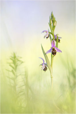 Hybride aus Bienen- und Hummel-Ragwurz (Ophrys x albertiana), Südlicher Oberrhein, Baden-Württemberg