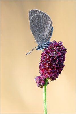 Dunkler Wiesenknopf-Ameisenbläuling (Phengaris nausithous), Deutschland, Baden-Württemberg