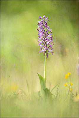 Helm-Knabenkraut (Orchis militaris), Gotland, Schweden