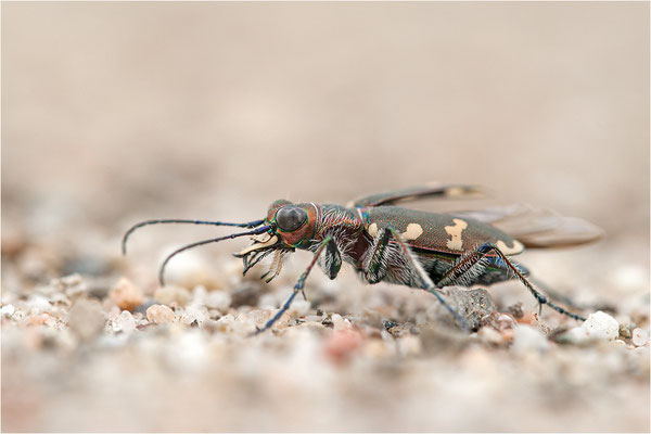 Dünen-Sandlaufkäfer (Cicindela transversalis pseudoriparia), Deutschland, Baden-Württemberg