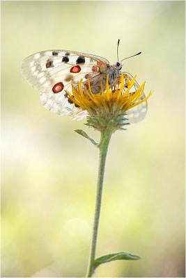 Roter Apollo (Parnassius apollo venaissimus), Frankreich, Dep. Vaucluse