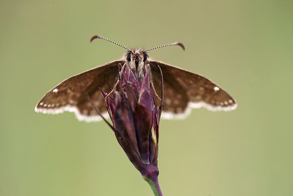 Dunkler Dickopffalter (Erynnis tages), Deutschland, Baden-Württemberg