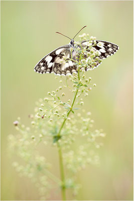 Schachbrettfalter (Melanargia galathea), Weibchen, Deutschland, Baden-Württemberg