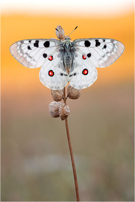 Roter Apollo (Parnassius apollo lozerae), Frankreich, Dep. Lozere
